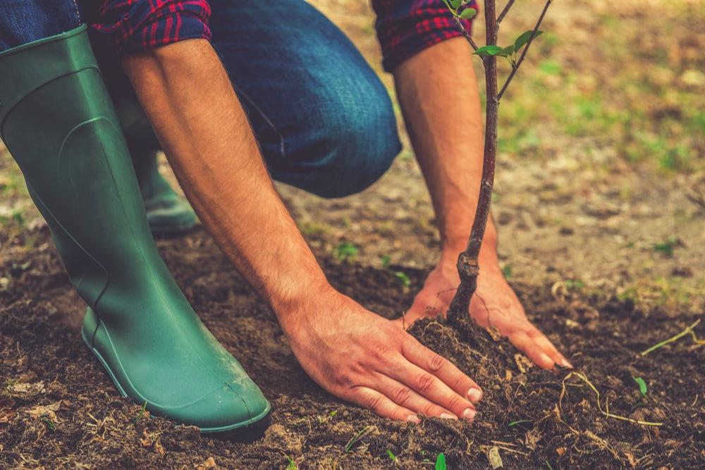 Everything You Need to Know About Transplanting Shrubs - Ritchie Feed & Seed Inc.